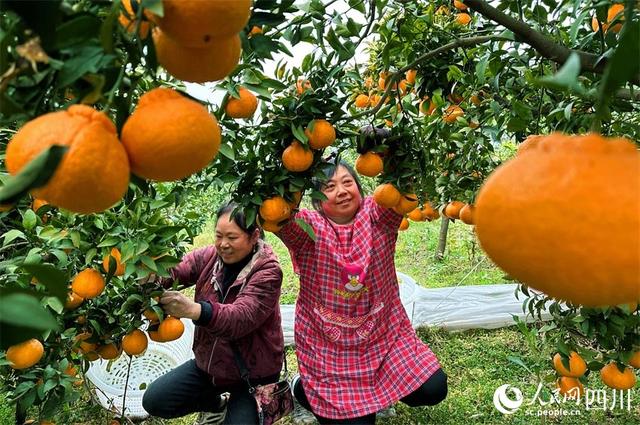 四川仁寿：丑橘丰收 香满田园