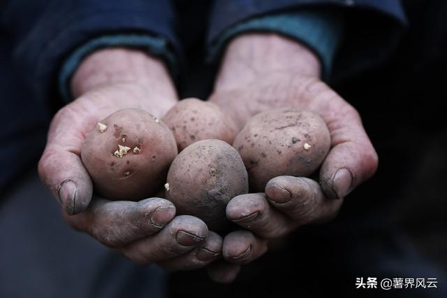 2021年东北、华北马铃薯种植面积调查报告