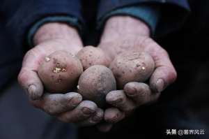 吉林马铃薯种植分布(2021年东北、华北马铃薯种植面积调查报告)