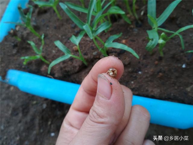育苗注意！空心菜种壳小，带壳出苗影响大，看子叶分三种情况处理