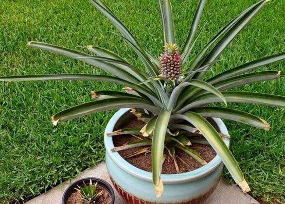在家怎么种菠萝