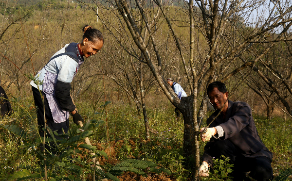 贞丰县：“四月李”增产增收种植培训