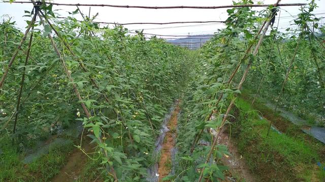 韶关仁化这个村种菜种出高效益，蔬菜供港年产值500多万元