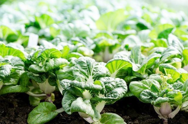 大白菜春季大棚栽培方法，控制好温度，提高产量