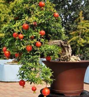 石榴的盆栽种植方法(盆栽石榴，6个养护重点，开满红花挂红果，变身老桩美“盆景”)