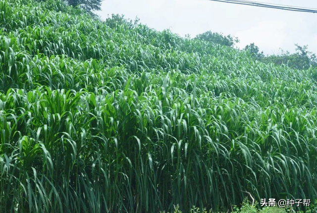 种植7米高的巨菌草，每亩效益显著，每亩养牛6~8头，猪20~25头