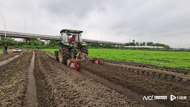 1小时可种近万株蔬菜！广州展示蔬菜生产“机器换人”新水平