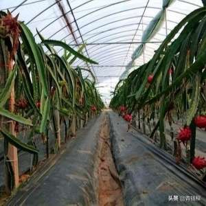 火龙果大棚种植(火龙果冬季大棚高产栽培和种植管理技术)