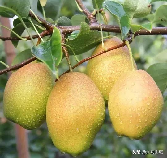 梨树的生长习性、品种及种植技术介绍