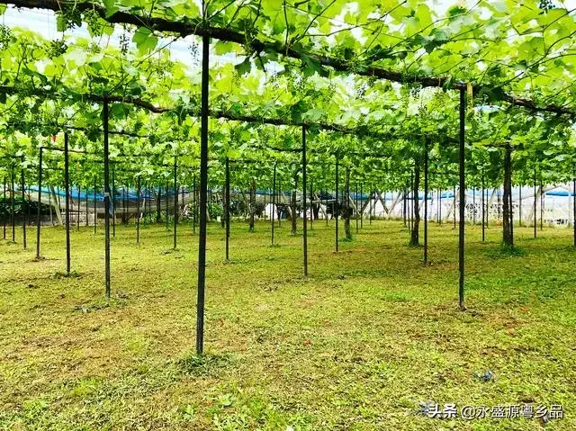 21张图片记录日本阳光玫瑰葡萄的生长过程