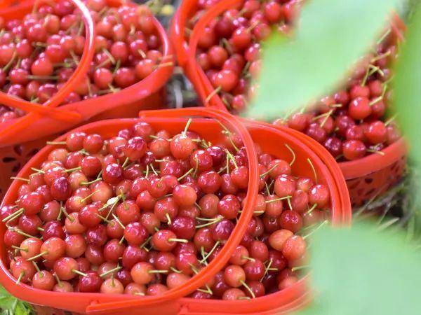 外引品种“美早”市场行情下滑，本土樱桃玛瑙红种植前景又如何？