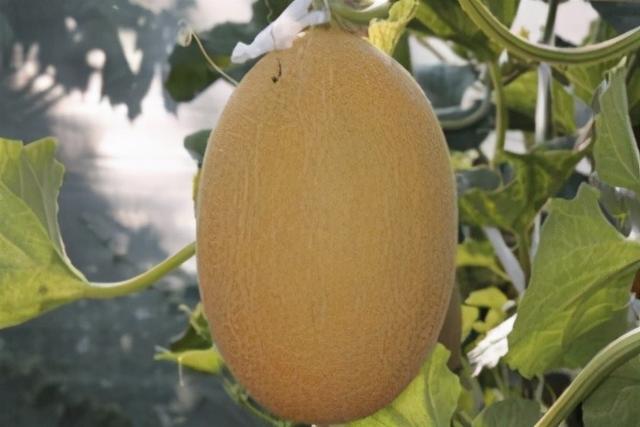 如何栽培出高品质的哈密瓜呢？此方法简单、独特、产量效益高