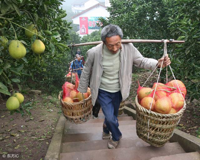 要种出别人看了就想买的柚子，选择一个好品种以外，还要这样管理