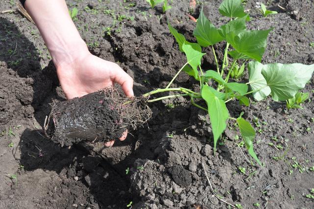 红薯“倒插苗”种植技术，其实很简单，看不懂的，估计都理解错了