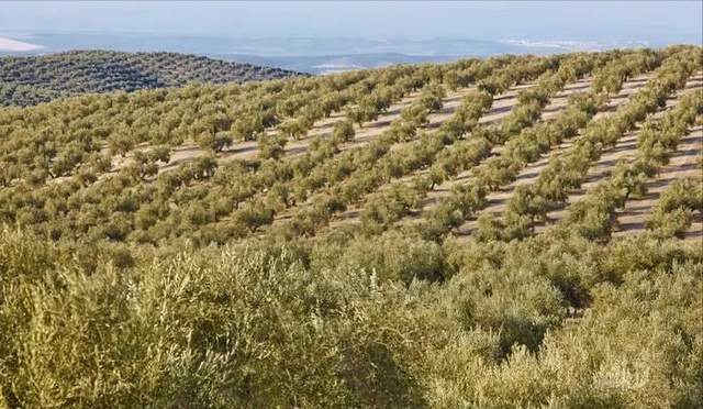 十三世纪埃及如何从西班牙引入橄榄种植技术