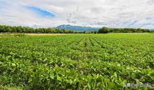 东北大豆种植面积(2022年黑龙江大豆种植面积具体是多少？还会有补贴吗？)