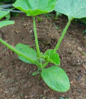 绿贝贝小南瓜的种植方法(种植有机绿贝贝南瓜，我是这样打理的。)