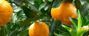 种植橘子(柑橘种植技术与管理)