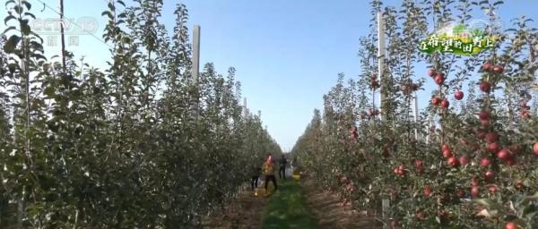 甘肃庆阳苹果年产值达70亿元 带动约10万果农增收致富