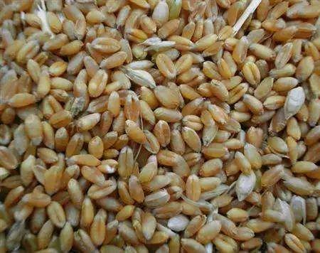 小麦在家种，7天长出苗，炒成菜别提有多好吃了！