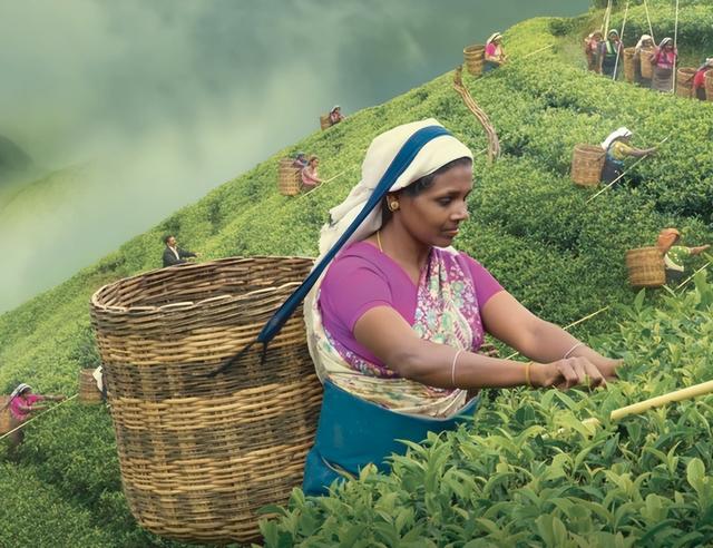 斯里兰卡：最大的茶叶生产国之一，茶叶种植业对当地的经济影响