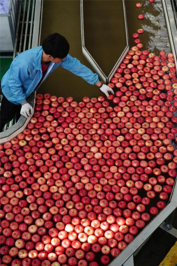 中国“红色圣地”成为世界“苹果之都”