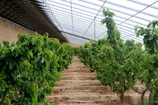 樱桃怎样利用温室大棚栽种？