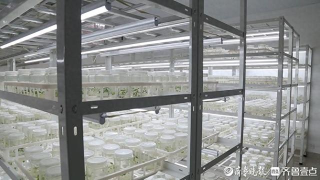 日照东港区：创新科技赋能蓝莓产业，打造现代农业“新名片”