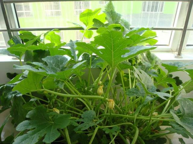找个泡沫箱，撒点蔬菜种，生根发芽，2个月枝头挂满西葫芦