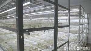 日照蓝莓种植基地(日照东港区：创新科技赋能蓝莓产业，打造现代农业“新名片”)