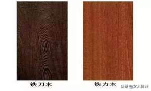 种植铁力木(仅一字之差，铁力木VS铁刀木，都是红木吗？)