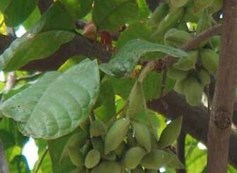 江苏省气候跟地形适合种植什么中药材和水果树？