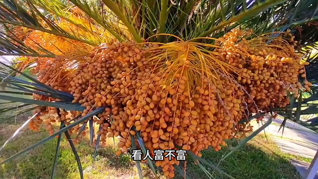 你知道作为中东土豪最爱的“沙漠面包”，椰枣是如何种植加...