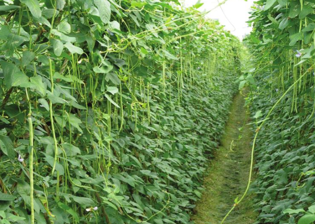 早春豆角栽培技术，田间管理与病虫害防治
