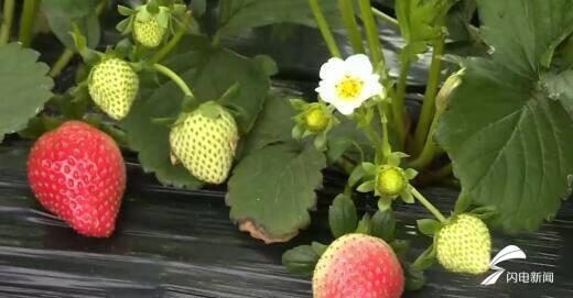 “莓”味十足！泰安马庄镇的大棚草莓赶早上市啦