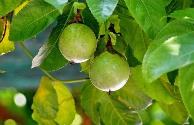 西番莲别称热情果，是一种藤本植物，那西番莲如何种植呢？