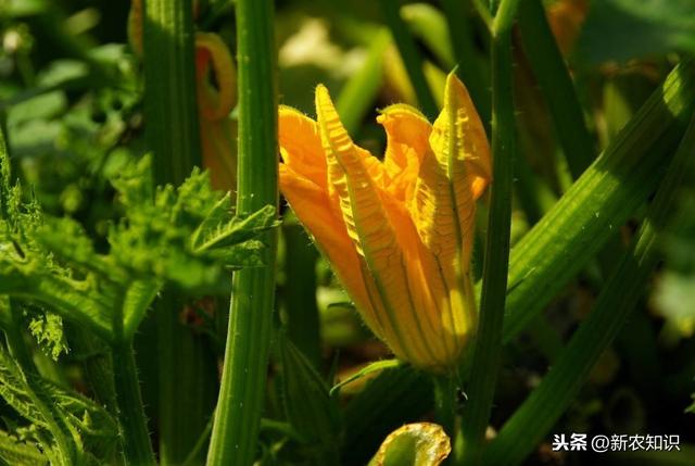 温室冬春茬西葫芦新栽培技术，有这5个关键点，种植户要做好
