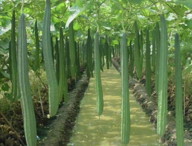 想要丝瓜产量高，就要了解丝瓜生长环境以及种植管理技术