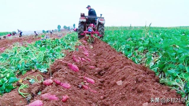祖上留下来的红薯种植方法，巧妙使用灰和粪肥，产量高品质好