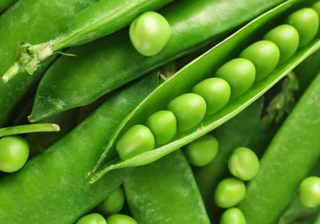种植豌豆春季工作很关键，分享5点实用的管理措施，有利于促高产