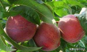 桃树密植的种植标准(桃树密植型栽培技术优势分析)