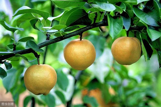 种植注意好这四点，种好梨树其实是很简单的事情