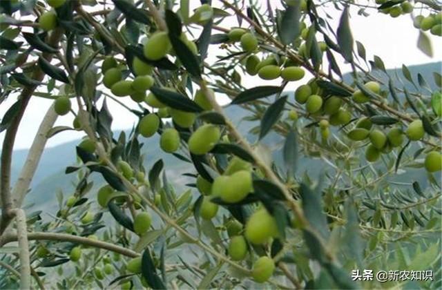 油橄榄高产栽培技术，相关工作人员，不妨参考学习一下