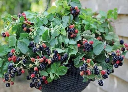 黑莓种植技术关键，掌握好修剪方式，从而达到丰收好方法
