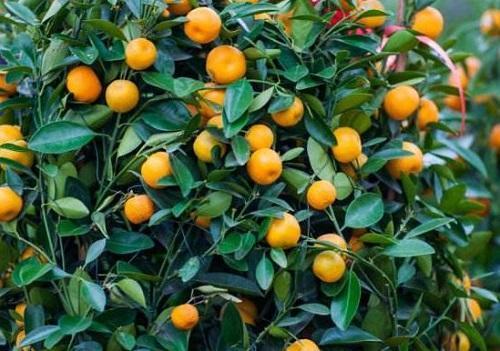 橘子吃完留着种，泡一泡埋土里，长出小橘子家里吃不完