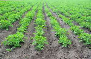 大田作物种植新技术(马铃薯丰产栽培实用技术，壮芽移栽法能结大薯，增产50%以上)