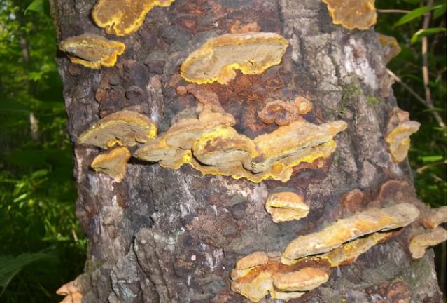 桑树上“黄耳朵”，若遇到请采摘，被称为“森林黄金”数万元一斤