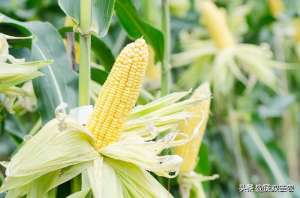 甜玉米的种植方法(甜玉米如何种植才能产量高、品质好？具体需要从哪些方面入手？)