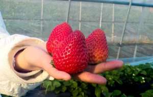湖北草莓种植基地(湖北江陵：一株草莓蹚出了村集体增收路)