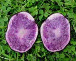 紫土豆种植技术(紫色马铃薯高产栽培技术，及田间管理方法，这样做轻松提高产量)